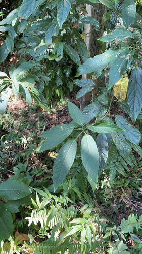 Clerodendrum cyrtophyllum observed 2026-10-17