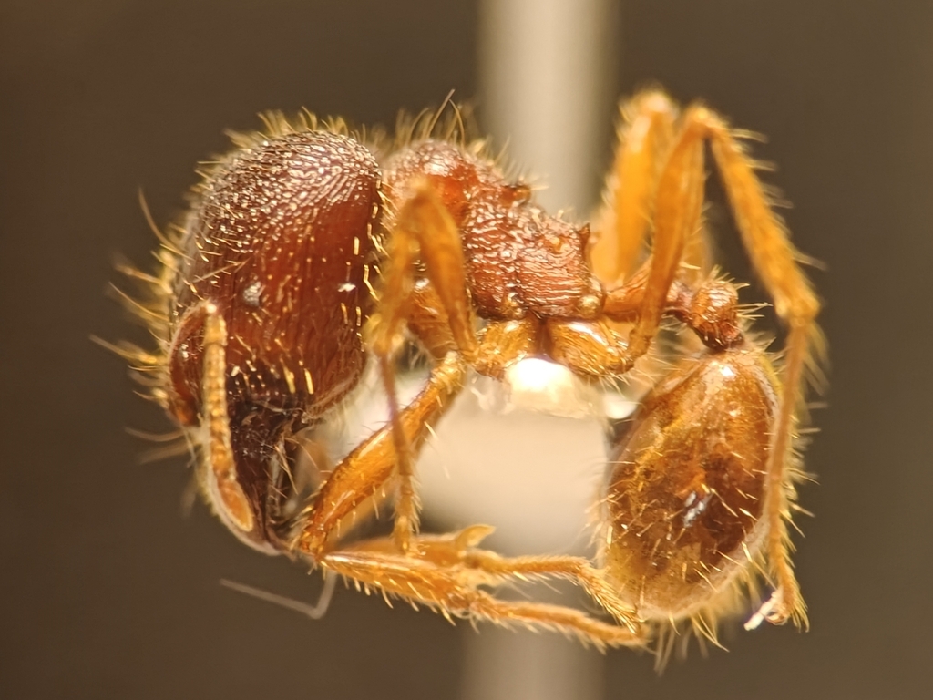 Carebara trechideros