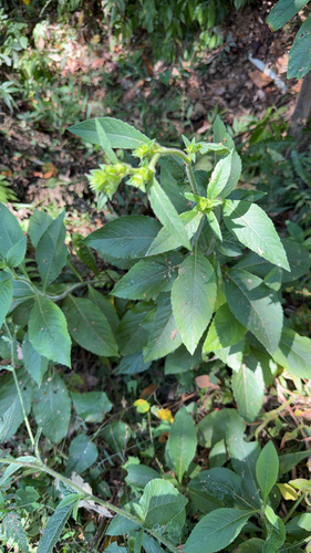 Elephantopus mollis observed 2026-10-17