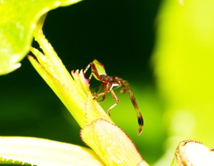 Gonocerus acuteangulatus