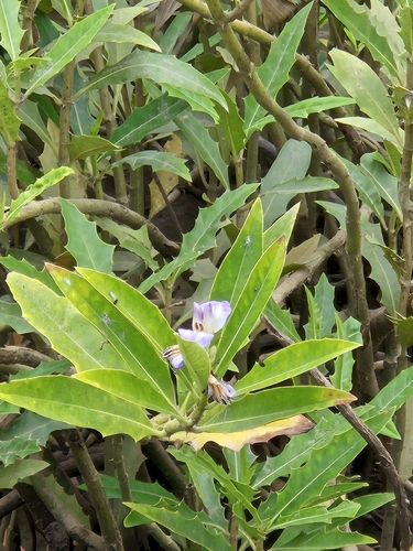 Acanthus ilicifolius observed 2026-10-17