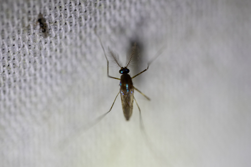 Sapphire-striped Mosquito