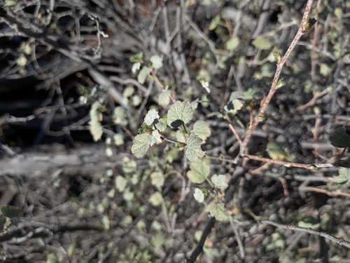 Ribes cereum observed 2026-10-16
