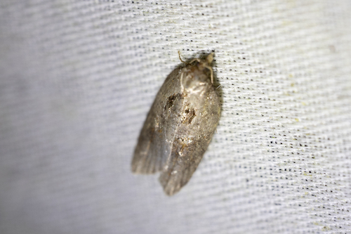 Stained-back Leafroller Moth (Acleris maculidorsana)
