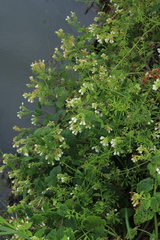 Symphytum tauricum