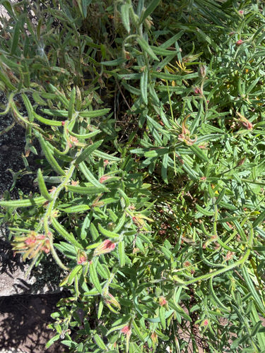 Gonocarpus elatus observed 2026-10-10