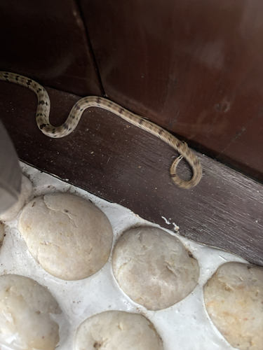 Oligodon cyclurus, 2026-10-17