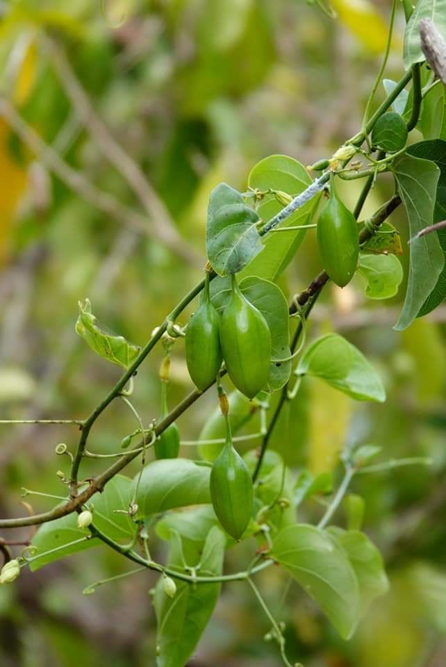 Adenia heterophylla (Adenia heterophylla)