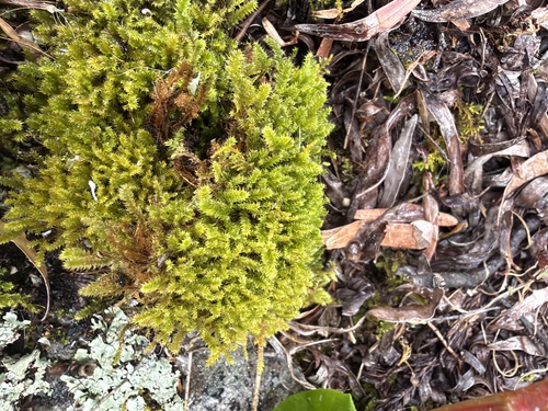 Racopilum cuspidigerum observed 2026-10-17