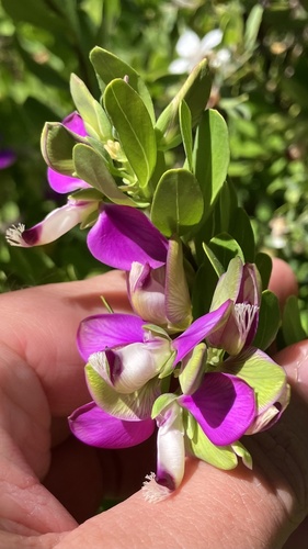 Sweet Pea Shrub