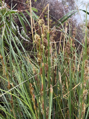 Gahnia trifida observed 2026-10-17