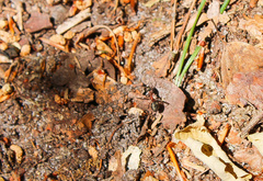 Formica polyctena × rufa