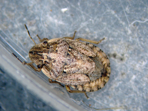 Sand-runner Shieldbug, photo 5 of 7