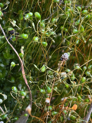 Funaria hygrometrica observed 2026-10-17