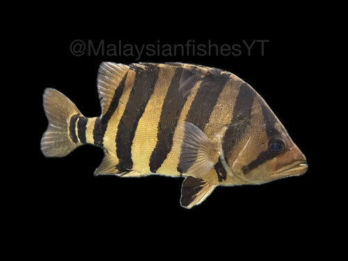 Finescale Tigerfish