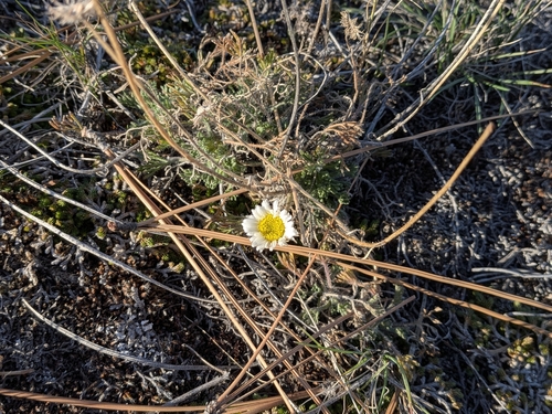 Erigeron compositus observed 2026-10-16