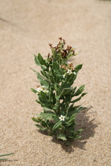 Tournefortia sibirica