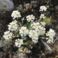 Noccaea cochleariformis