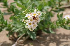 Tournefortia sibirica