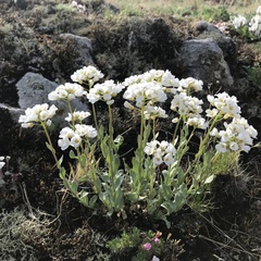 Noccaea cochleariformis