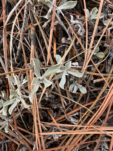 Antennaria umbrinella observed 2026-10-15