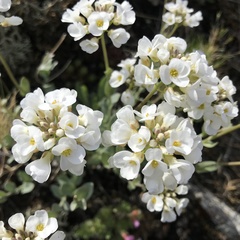 Noccaea cochleariformis