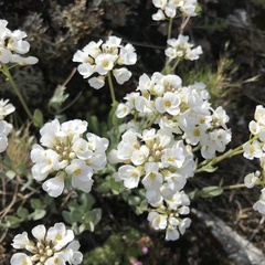 Noccaea cochleariformis