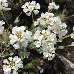 Noccaea cochleariformis