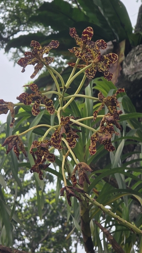 Grammatophyllum observed 2026-10-17