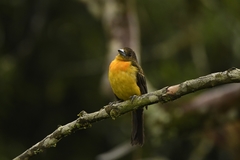 Ramphocelus flammigerus flammigerus