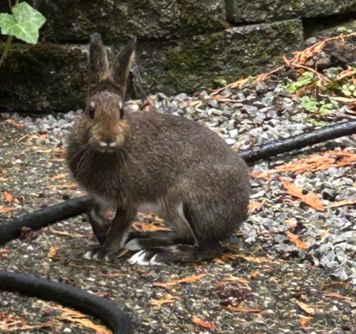Snowshoe Hare observed by pzevit