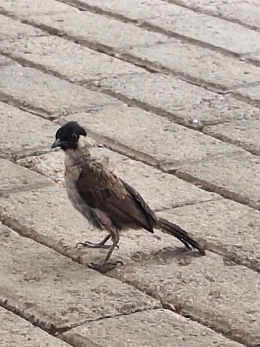 Sooty-headed Bulbul