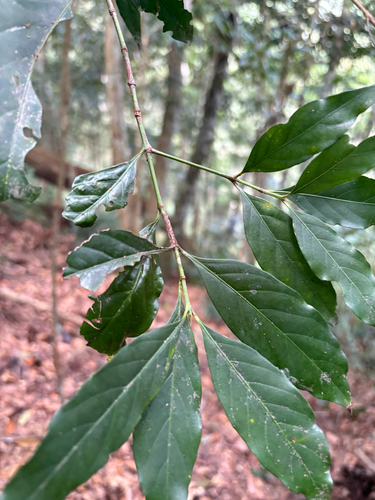 Aidia cochinchinensis observed 2026-10-17