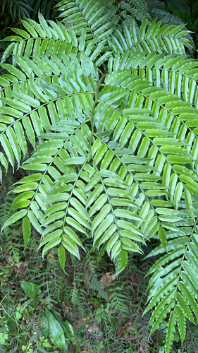 Angiopteris lygodiifolia observed 2026-10-17