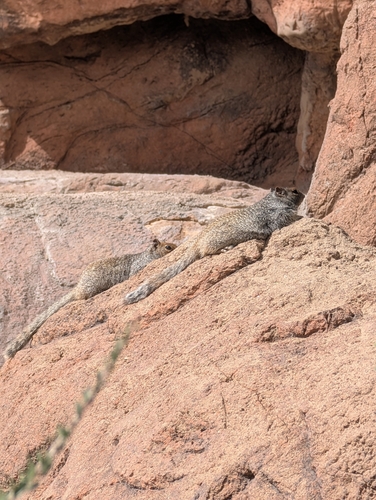 Rock Squirrel observed by kamont