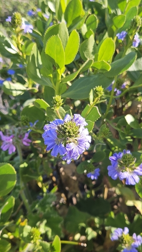 Scaevola nitida, 2026-09-23