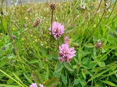 Trifolium pratense