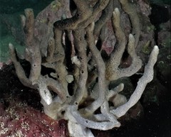Callyspongia