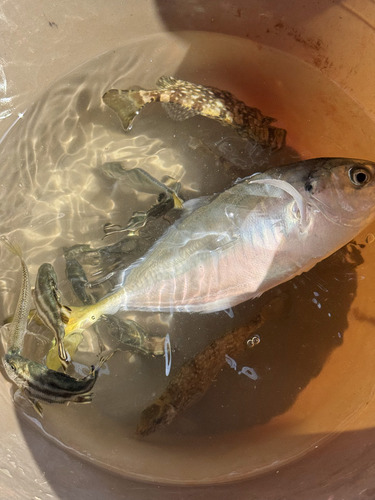 Alepes kleinii observed 2026-10-15