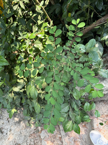 Breynia officinalis observed 2026-10-17