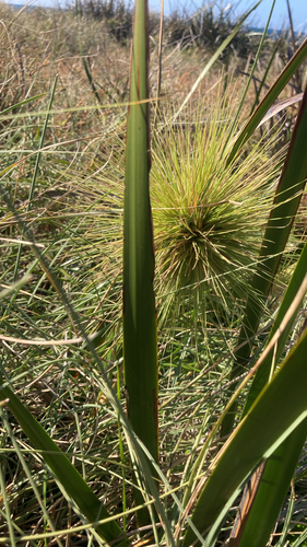 Spinifex longifolius observed 2026-10-16