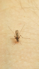 Aedes atlanticus