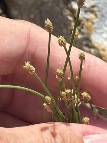 Eleocharis geniculata observed 2026-10-09