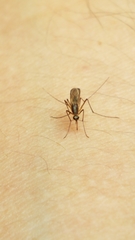 Aedes atlanticus