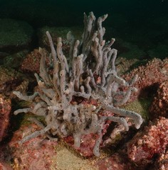 Callyspongia