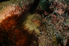 Callyspongia