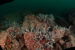 Callyspongia