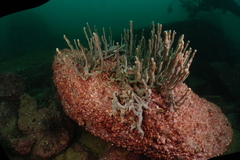Callyspongia