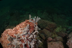 Callyspongia