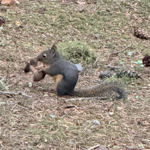 Douglas's Squirrel observed by brnhn